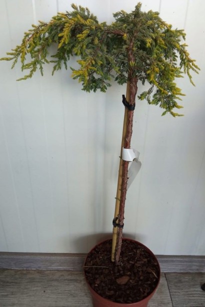 Ялівець звичайний Голдшатц на штамбі в контейнері